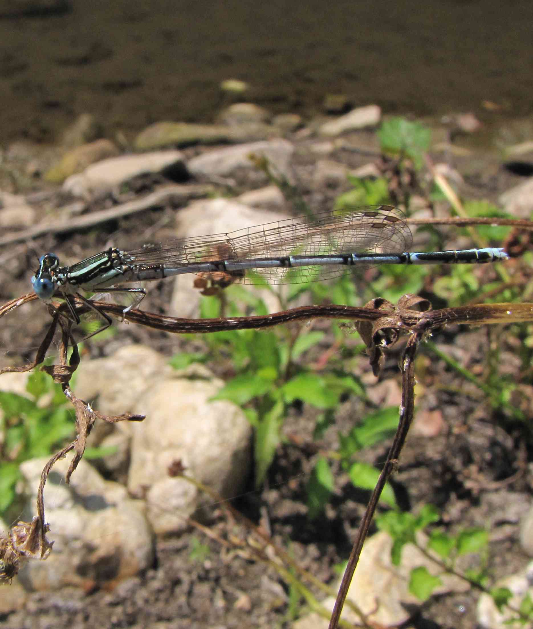 libellula azzurra